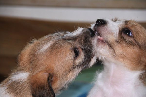 04.01.2019 - 42. Lebenstag: Cooper & Carlo (rechts)