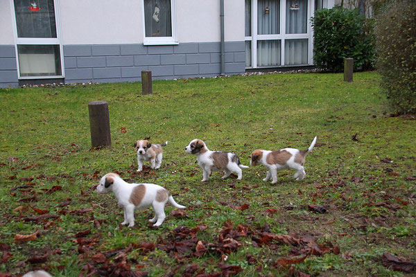 Cara, Murmel, Cookie & Carlo