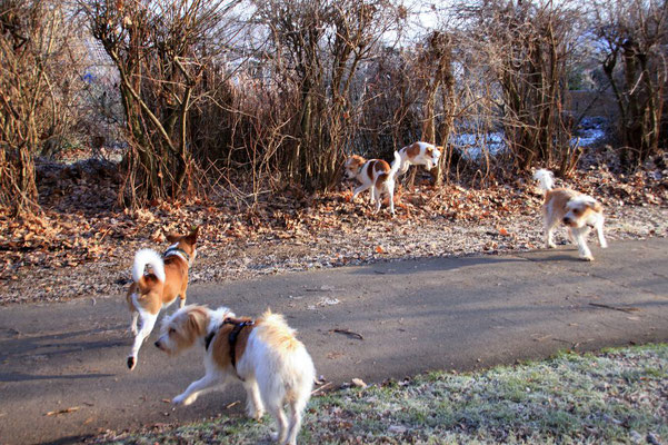 Nika, Anton, Kabou, Biela & Benny