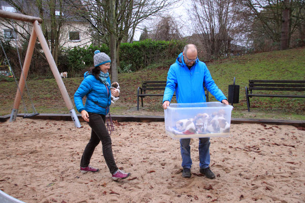 Gleich werden die Welpen in die Sandkiste gesetzt ...