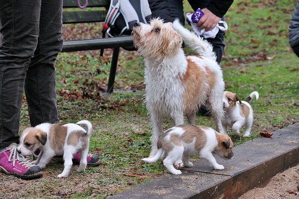 Aila mit Chuko, Cooper & Carlo