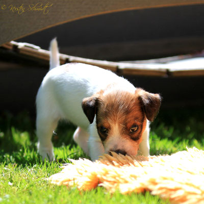 Bounty von der Humfelder Höh