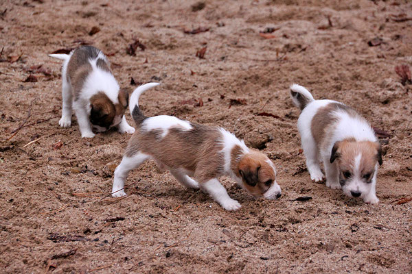 Charlie, Carlo & Chuko