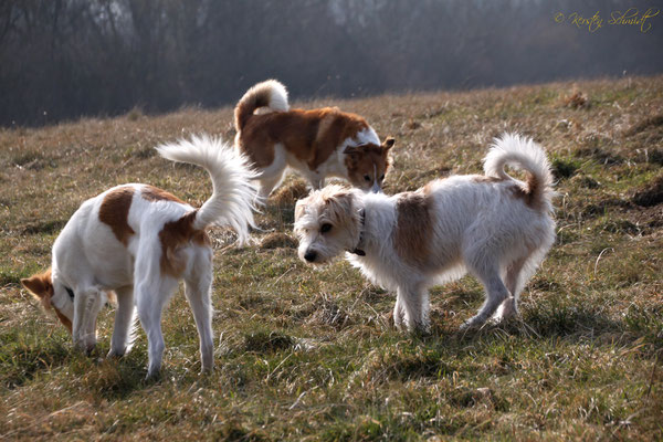 Amira, Baila & Cataleya