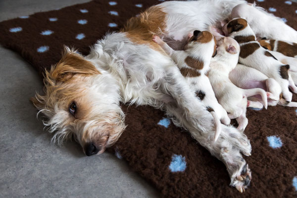 Cataleya & Harry, Speedy, Rosa, Butterfly, Cappuccino, Flecki & Knut