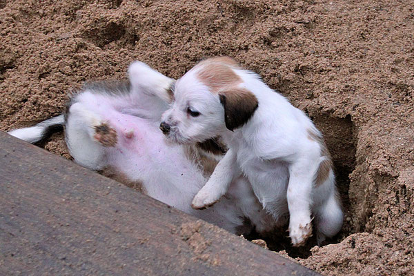 05.01.2019 - 43. Lebenstag: Erdmännchen Cara (mit Cookie)