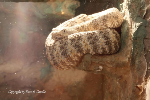 Crotalus pyrrhus 0.1