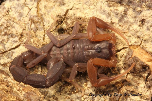 Grosphus grandidieri instar V