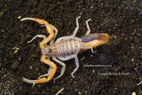 Grosphus ankarana 0.1 instar IV