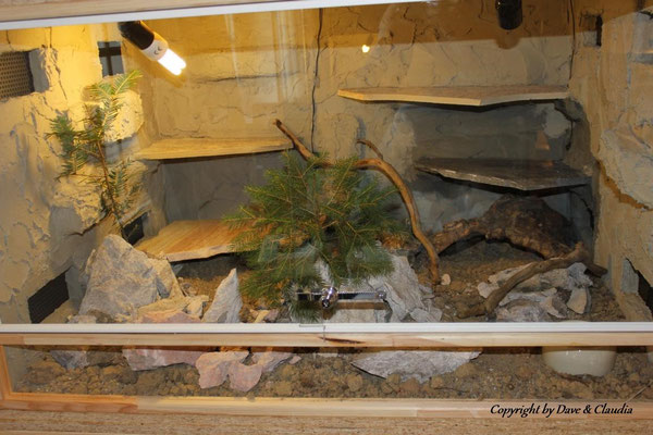 Terrarium in Vorbereitung für Crotalus pyrrhus