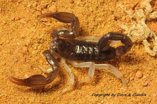 Nebo yemenensis instar IV 
