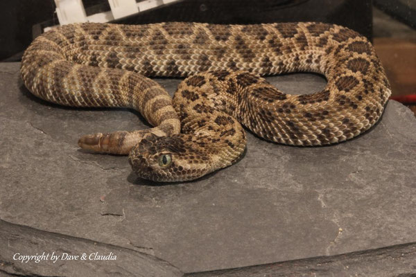 Crotalus scutulatus salvini 1.0