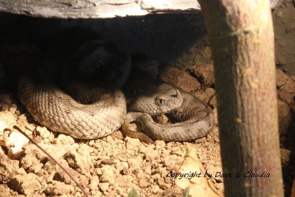 Vipera ammodytes ammodytes 0.1