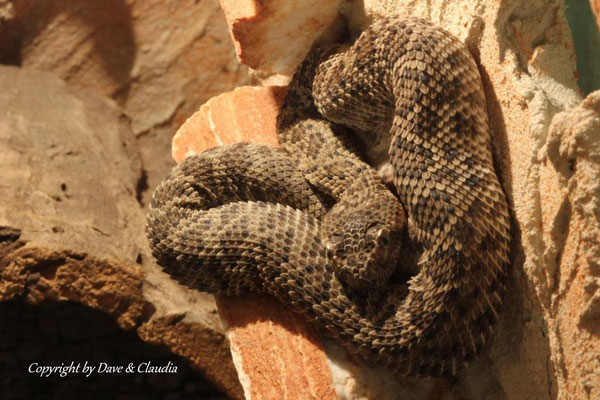 Crotalus scutulatus salvini 0.1