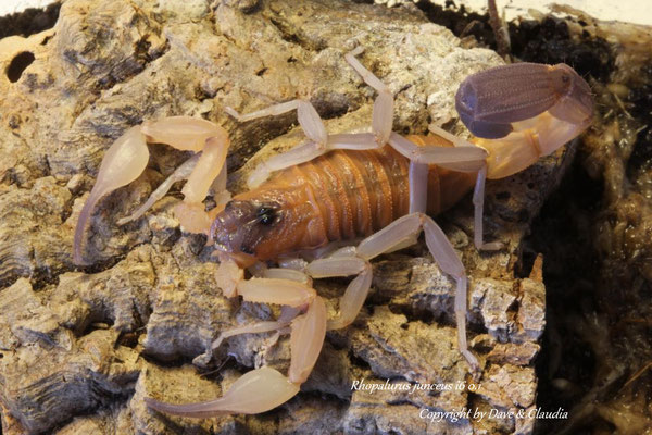 Rhopalurus junceus instar VI