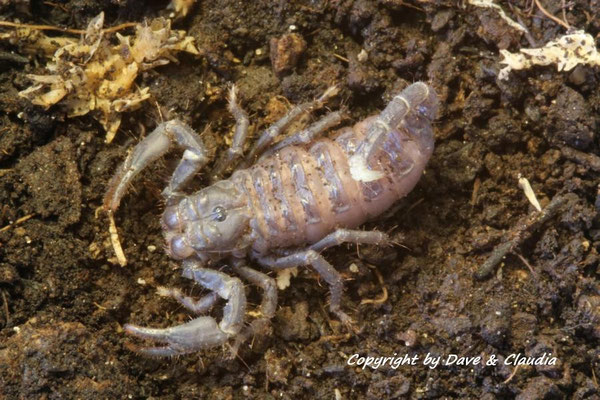 Heterometrus spinifer instar II