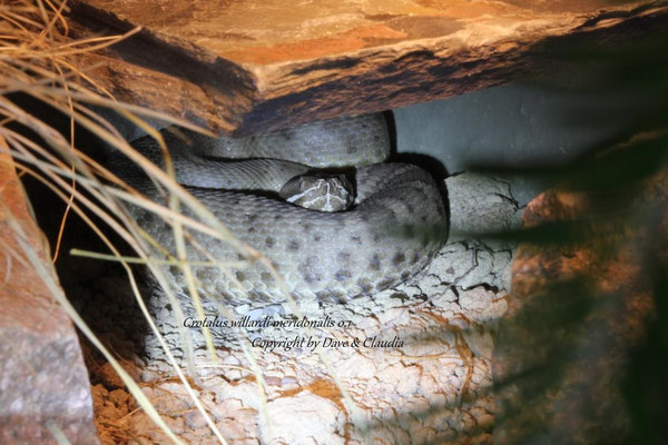 Crotalus willardi meridonalis 0.1