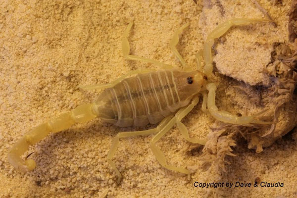 Buthacus arenicola 0.1