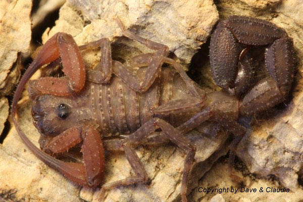 Tityus forcipula instar V