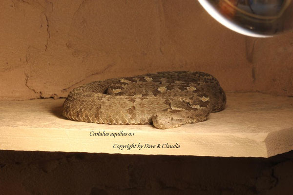 Crotalus aquilus 0.1