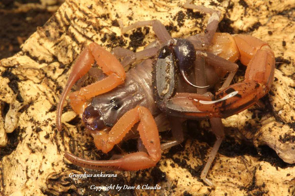 Grosphus ankarana 0.1 instar V