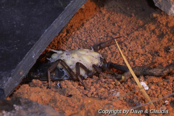 Parabuthus transvaalicus mit Nachzuchten