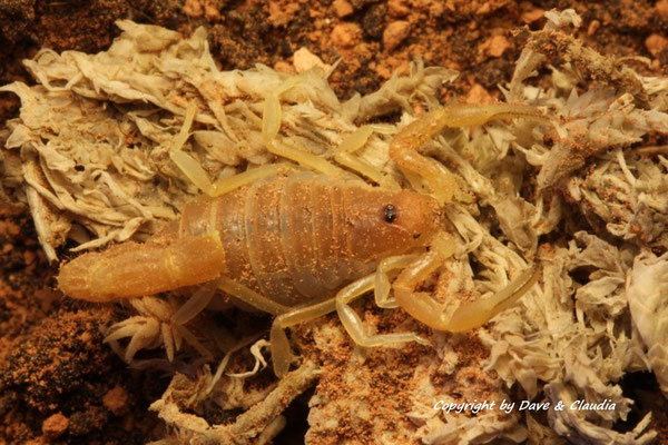 Parabuthus capensis instar II