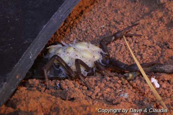 Parabuthus transvaalicus mit Nachzuchten