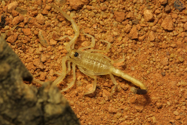 Leiurus brachicentrus instar II