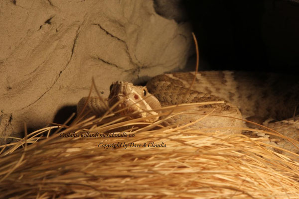 Crotalus willardi meridonalis 1.0