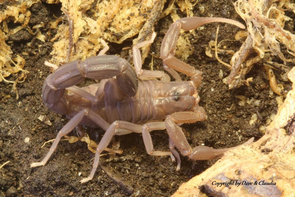 Grosphus grandidieri 0.1 instar VI 