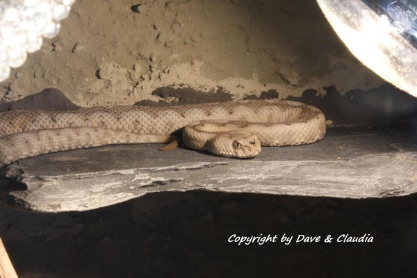 Vipera ammodytes ammodytes 0.1