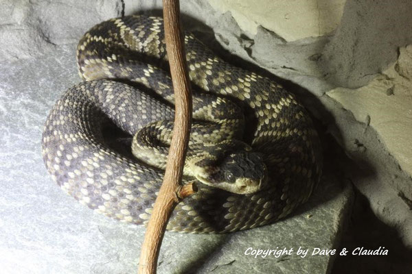 Crotalus molossus nigrescens 0.1