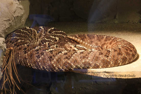 Crotalus oreganus cerberus 0.1