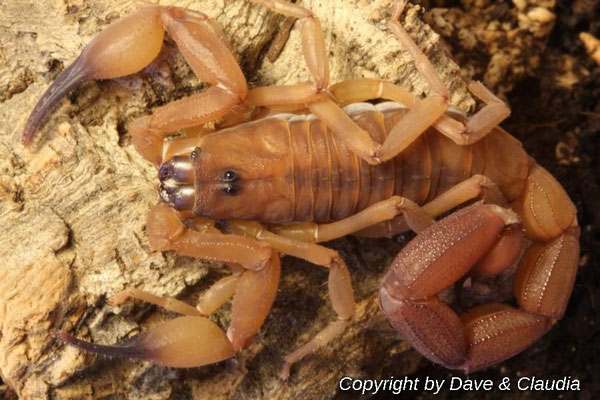 Babycurus jacksoni 1.0 adult