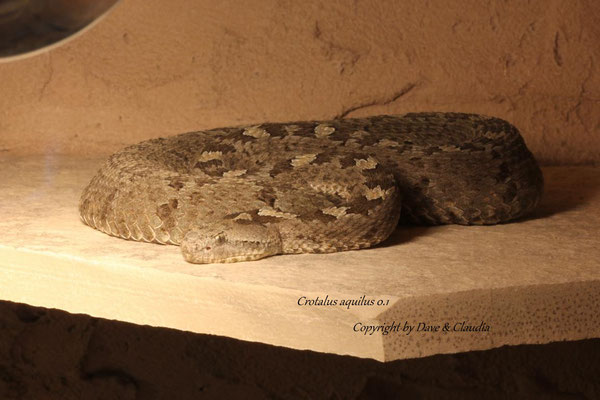 Crotalus aquilus 0.1