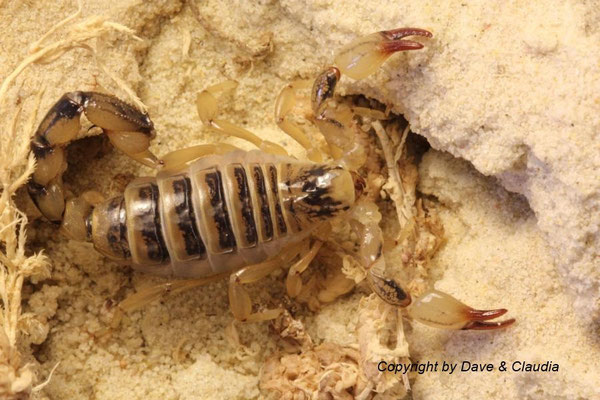 Bothriurus dumayi