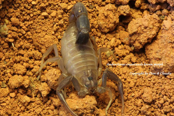 Androctonus crassicauda brown morph 0.1 instar V