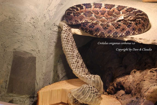 Crotalus oreganus cerberus 1.0