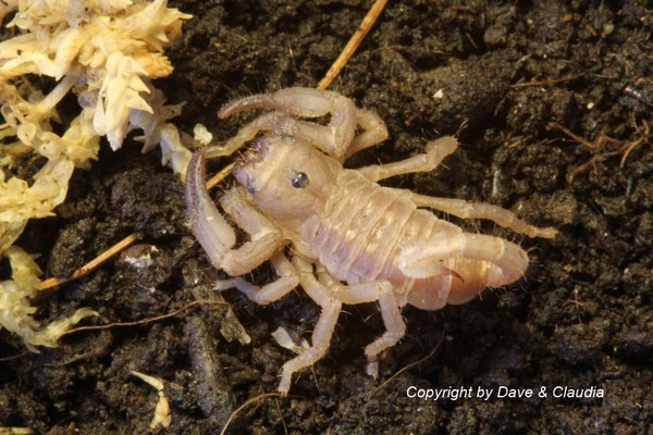 Heterometrus spinifer instar II