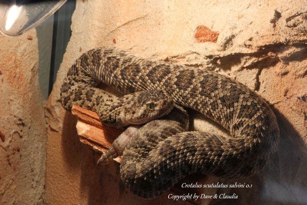 Crotalus scutulatus salvini 0.1