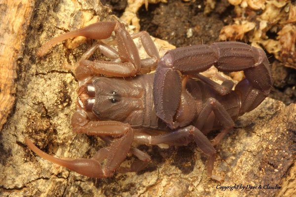 Grosphus grandidieri 1.0 instar VI 