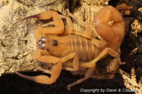 Babycurus jacksoni 0.1 instar VI adult