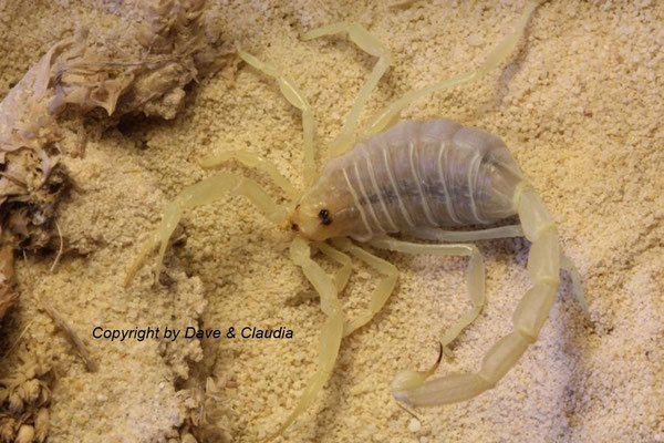 Buthacus arenicola 0.1