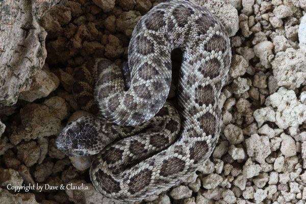 Crotalus scutulatus salvini 0.1