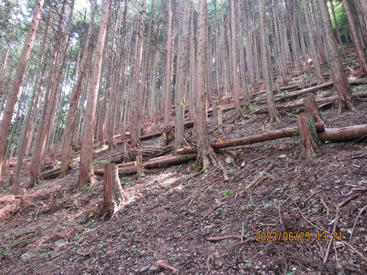 ヒノキの人工林：間伐されて明るくなりました