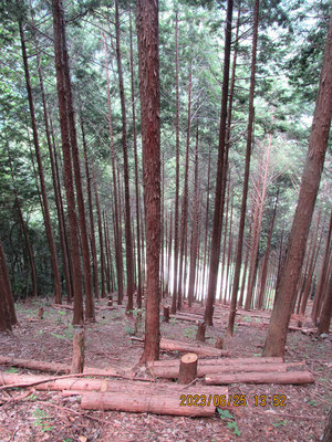 急傾斜の人工林：間伐材が林内放置されています