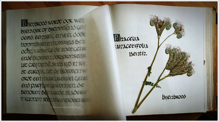 Herbarium kruiden en wilde bloemen  Ellen Brouwers  Ellen Eva Brouwers  www.ellenevabrouwers.com