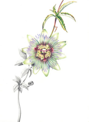 Passion flower and Bishop's goutweed, colour pencil on paper