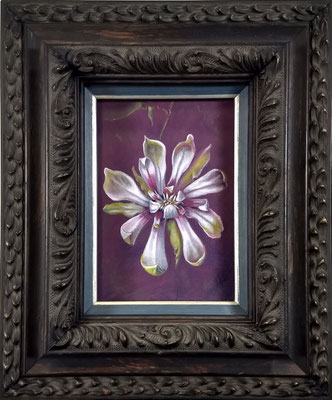 Calycanthus Venus, colour pencil on passe partout cardboard